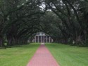 The plantation house framed by the oak branches